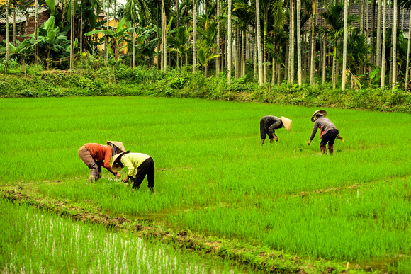 Rice Field near Hoi An, Vietnam
