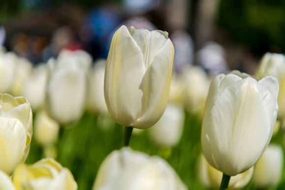 Tulips in Kuekenhof Garden, Holland
