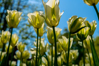 Tulips in Kuekenhof Garden, Holland