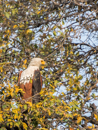 Chobe NP Safari, Botswana