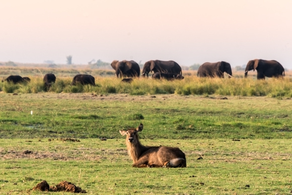 Chobe NP Safari, Botswana