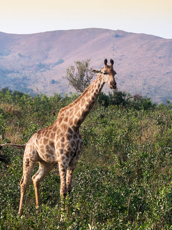 Hluhluwe safari, South Africa
