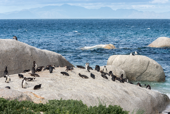 Penguins in Cape Peninsular, South Africa