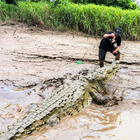 Crocodile in Tarcoles River, Costa Rica