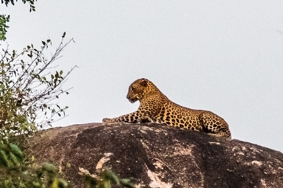 Leopard in Yala NP, Sri Lanka