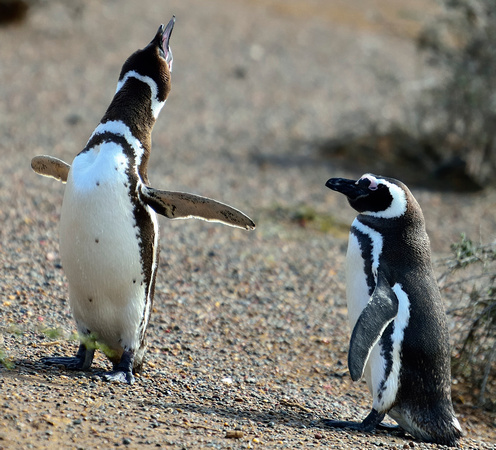 Penguins in Puerto Madryn, Argentina