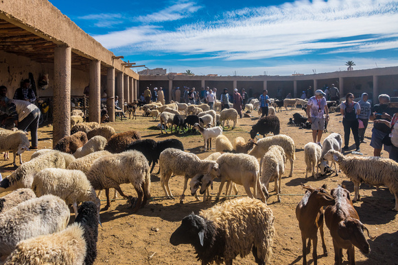 Sheep market in Rissani, Morocco