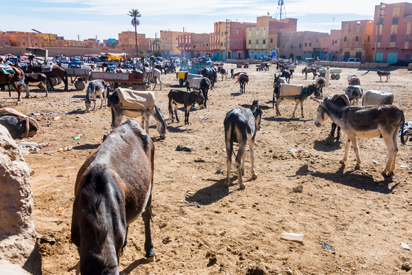 Donkey Market in Rissani, Morocco