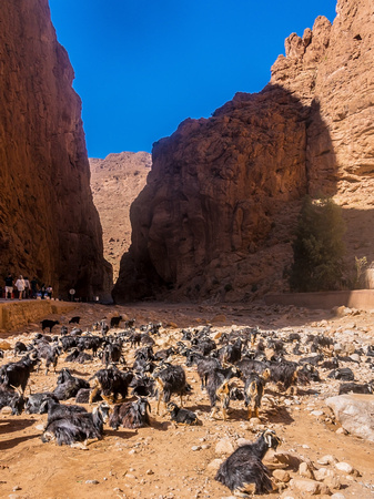Todgha canyons, Tinghir, Morocco