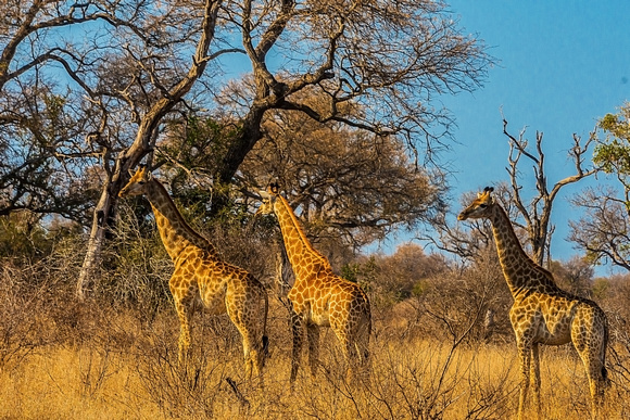 Kruger NP safari,  South Africa