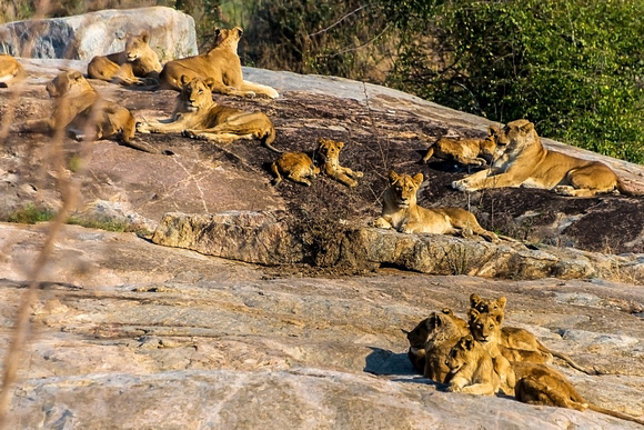 A Group of Lion in Kruger NP,  South Africa
