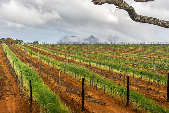 Vine Field, South Africa