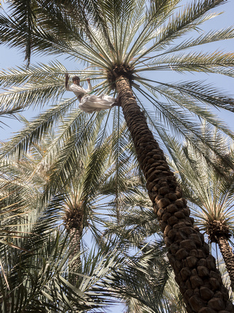 A man on the top of a tree, Al Ain, UAE