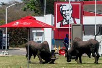 KFC in Zimbabwe