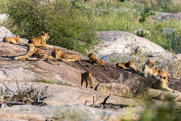 Kruger NP safari,  South Africa