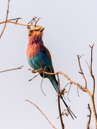 Lilac Breasted Roller, Chobe NP, Botswana