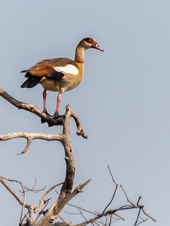 Egyptian Geese, Botswana