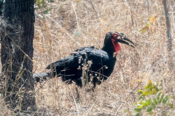 Ground Hornbill, Zimbabwe