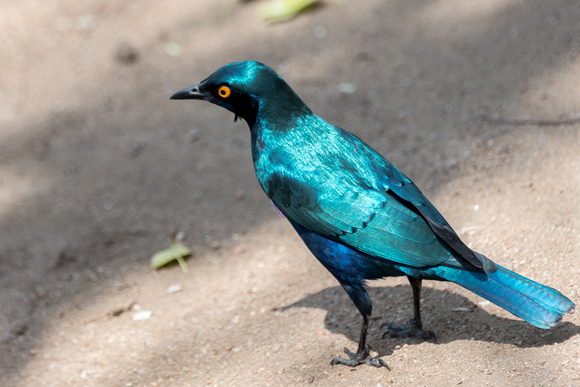 Cape glossy starling,  South Africa