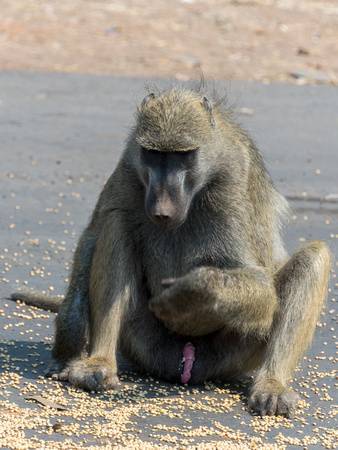 A monkey in Zambia