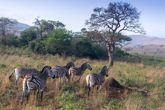 Hluhluwe safari, South Africa