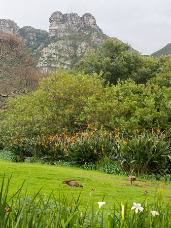 Botanic Garden in Cape Peninsular, South Africa