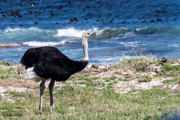 Ostrich in Cape Peninsular, South Africa
