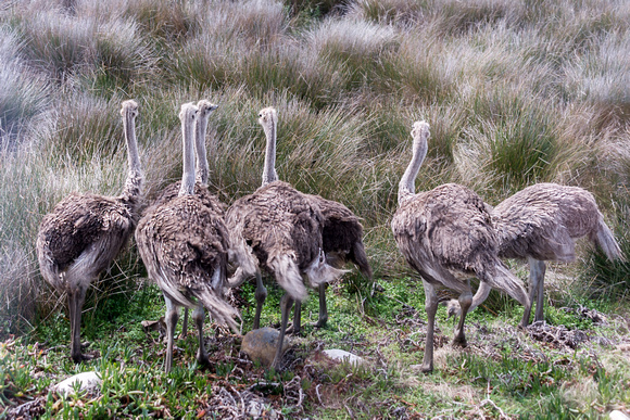 Ostrich in Cape Peninsular, South Africa