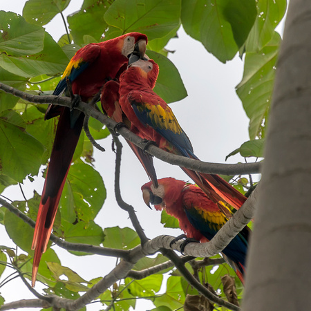 Scarlet Macaw Birds, Costa Rica