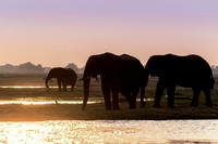 Elephant, Chobe NP, Botswana