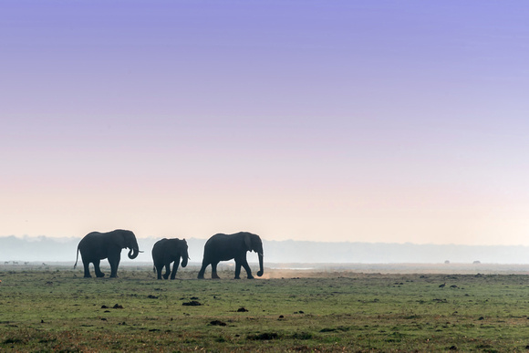 Elephant, Chobe NP, Botswana