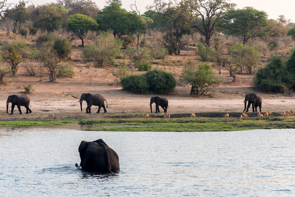 Elephant in Chobe NP, Botswana