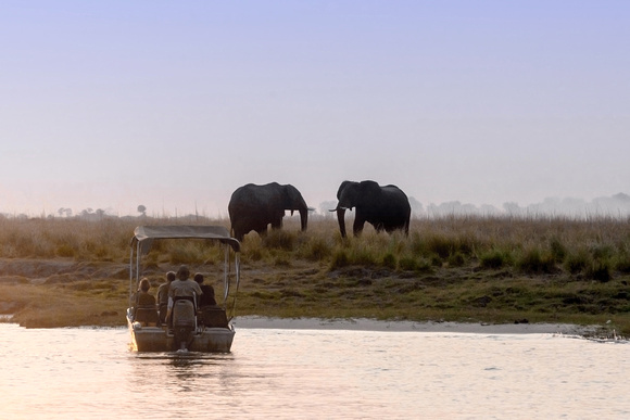 Elephants on Zambezi River, Namibia