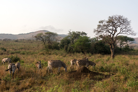 Zebra seen in Hluhluwe safari, South Africa