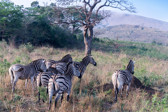 Zebra seen in Hluhluwe safari, South Africa