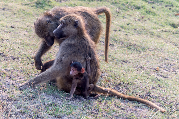 A Monkey Family in Africa