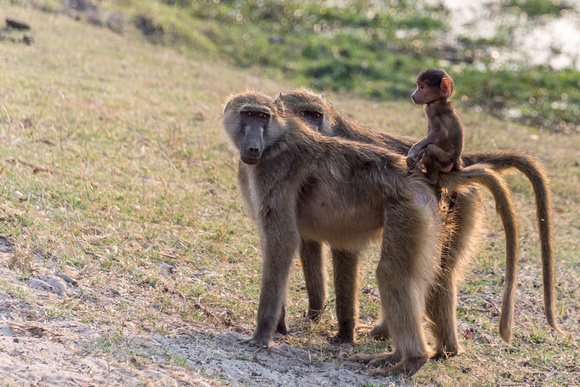 A Monkey Family in Botswana, Africa