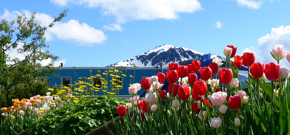 Spring in Juneau, Alaska