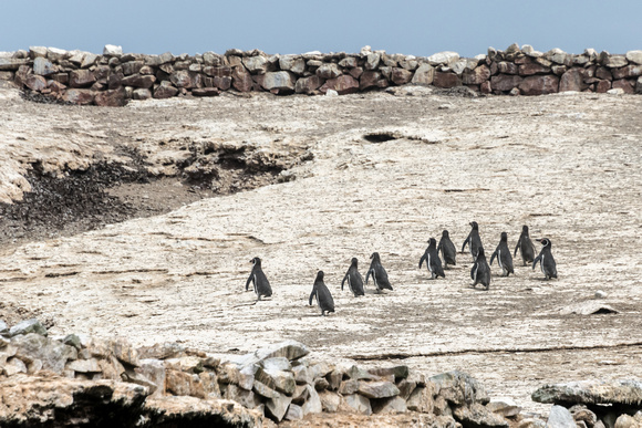 Penguins, Ballestas islands national reserve