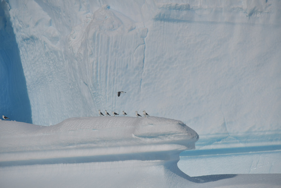 Albatross in Antarctica