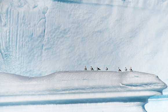 Albatross in Antarctica