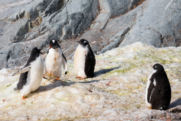 Penguins in Antarctica