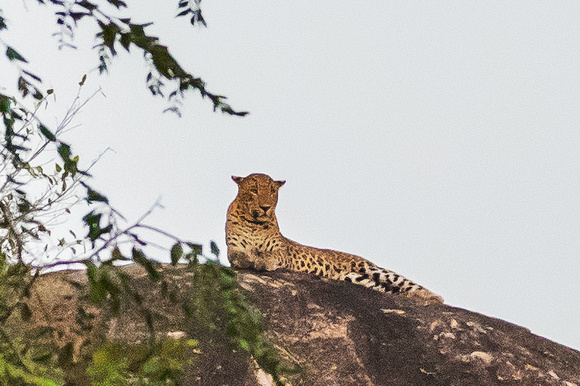 Leopard in Yala NP