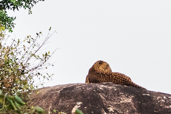 Leopard in Yala NP