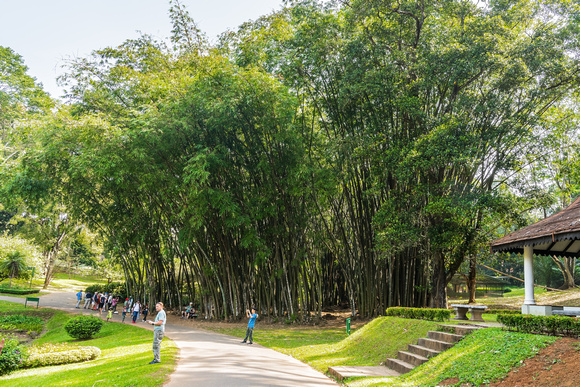 Peradeniya Royal Botanic Gardens, Kandy