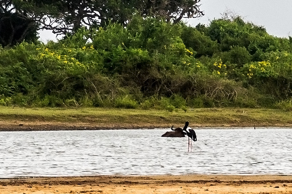 Black-necked Stork, Yala NP
