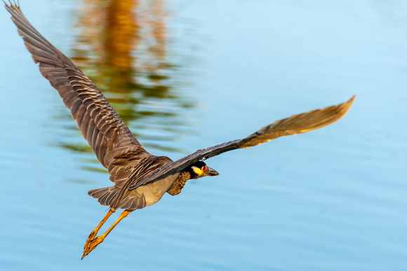 Yellow-crowned Night-Herons